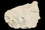 Unprepared Oreodont (Leptauchenia) Skull - South Dakota #192525-7